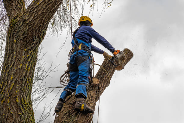 Best Tree Branch Trimming  in Redondo Beach, CA